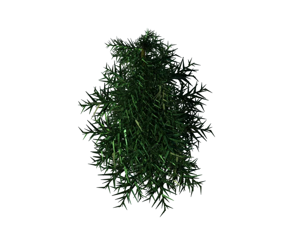 conifer-tree-3d-model-tc