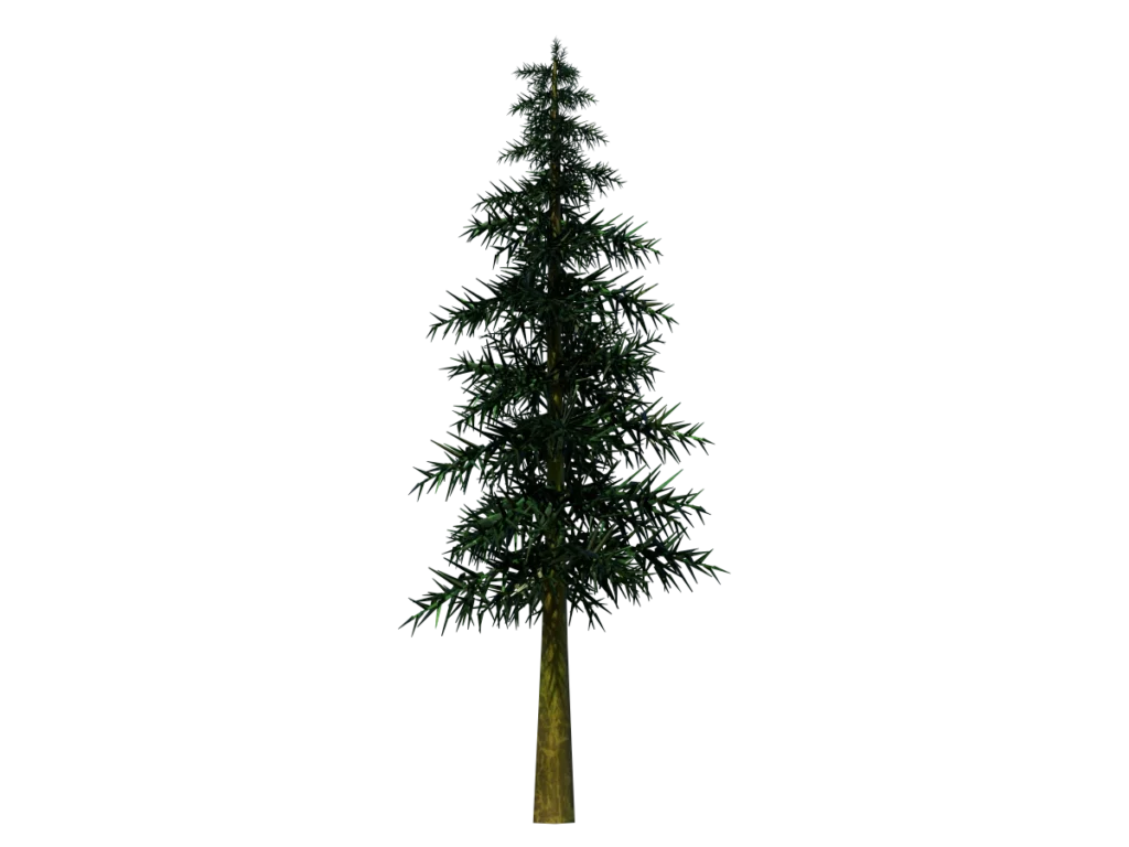 conifer-tree-3d-model-td