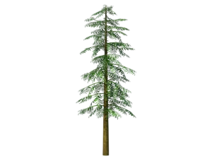 conifer-tree-green-3d-model-ta