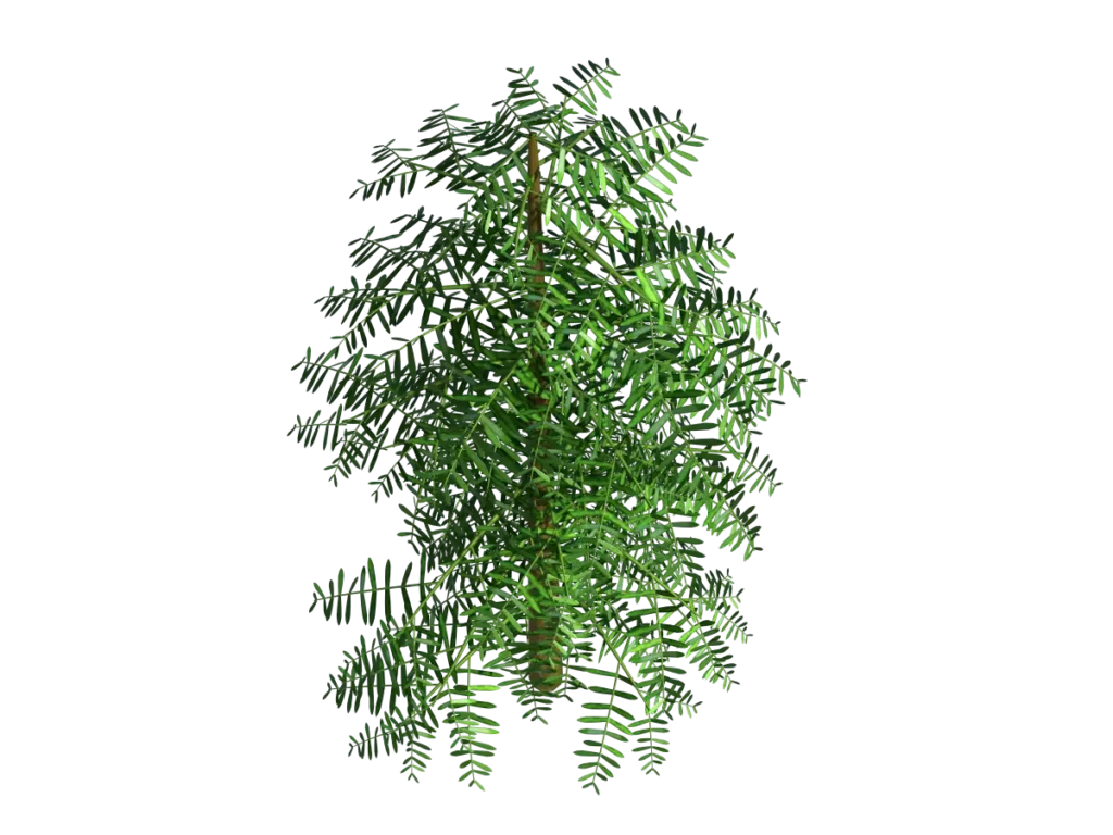 conifer-tree-green-3d-model-tc