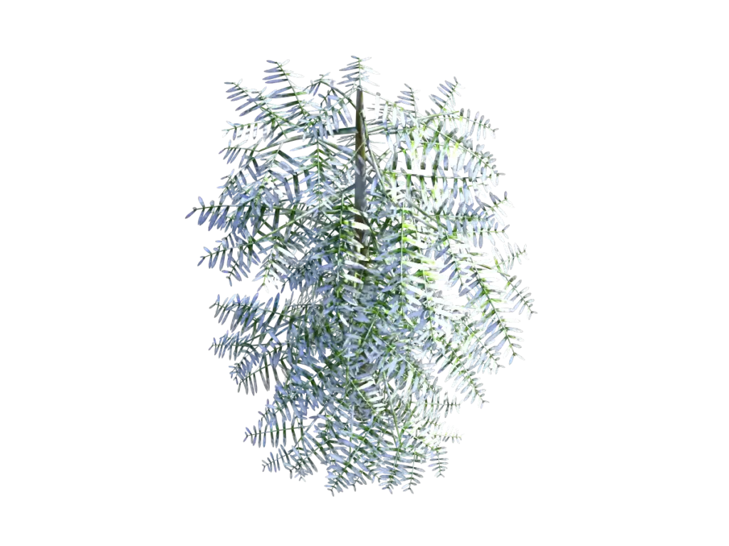 conifer-tree-snow-3d-model-tc