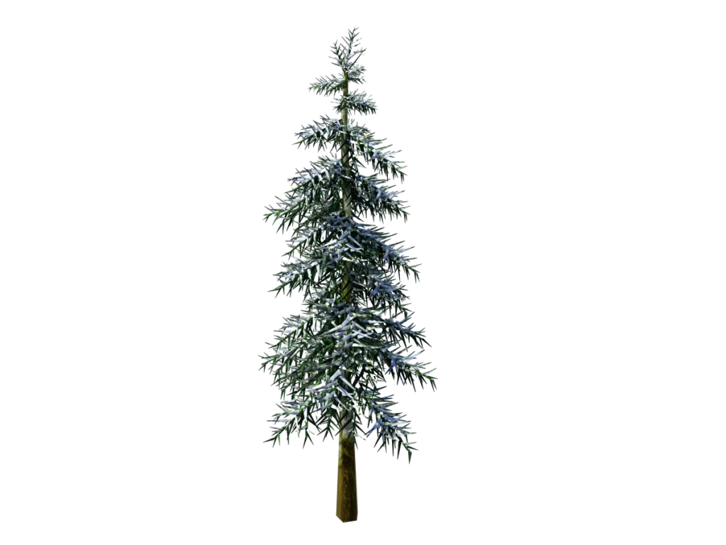conifer-tree-winter-3d-model-tb