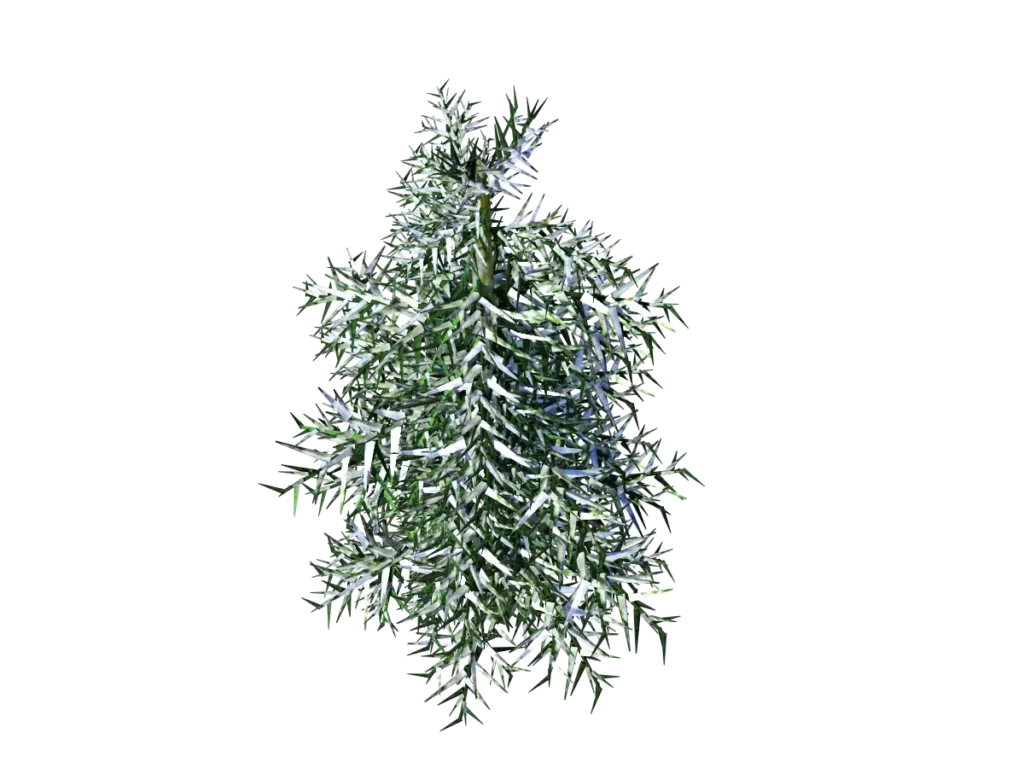conifer-tree-winter-3d-model-tc