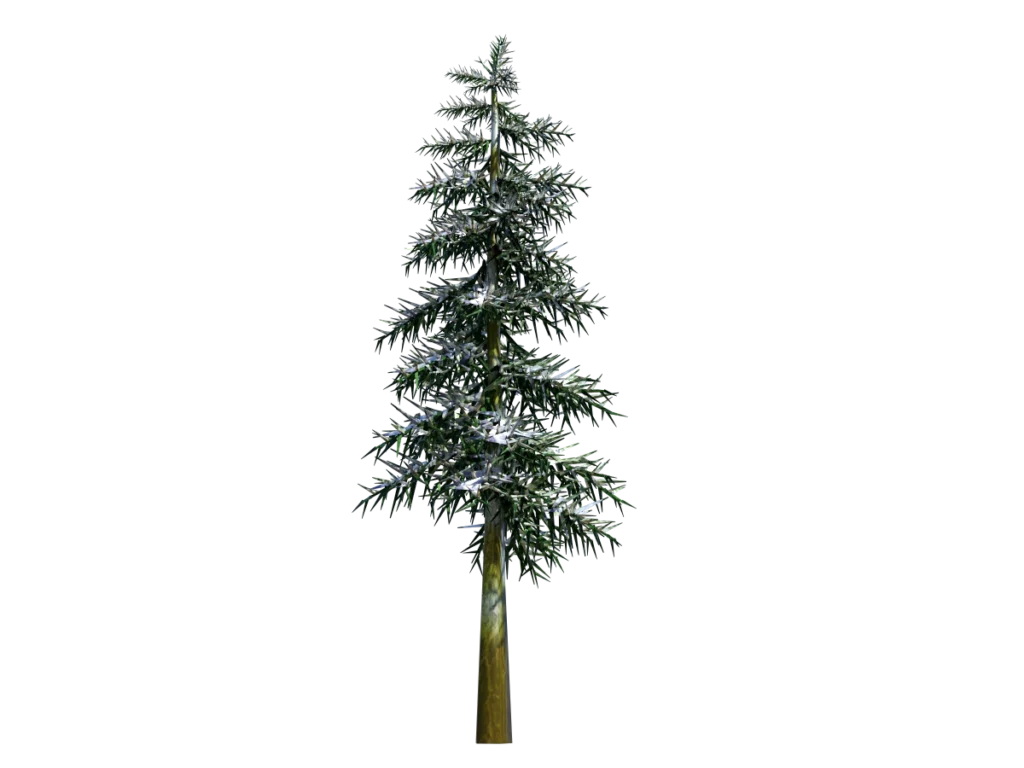 conifer-tree-winter-3d-model-td