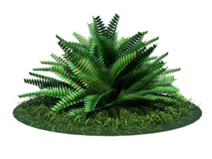 fern-bush-3d-model-shrubs-ta