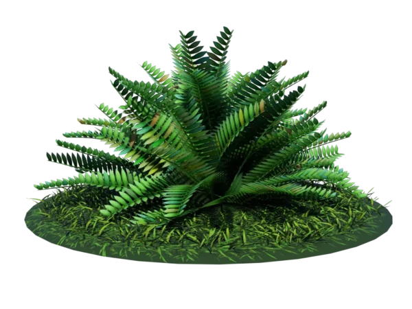 fern-bush-3d-model-shrubs-ta