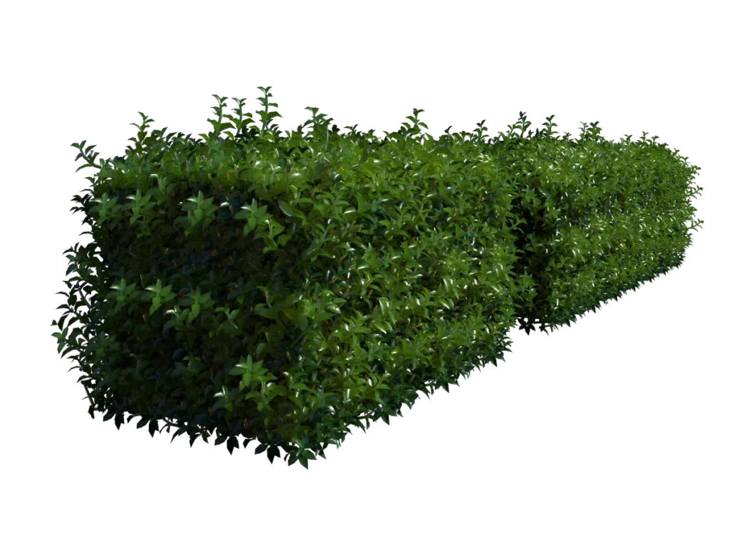 hedge-rectangular-3d-model-tc