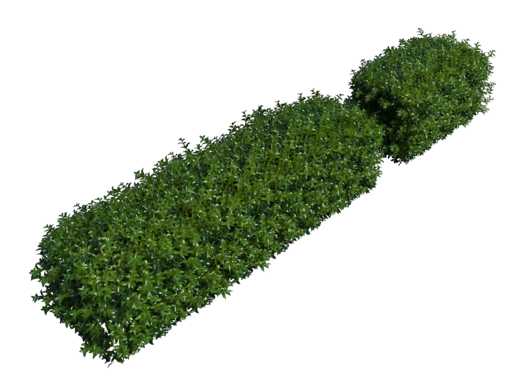 hedge-rectangular-3d-model-td