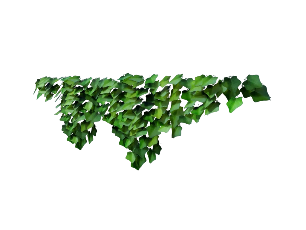ivy-plant-evergreen-3d-model-tb