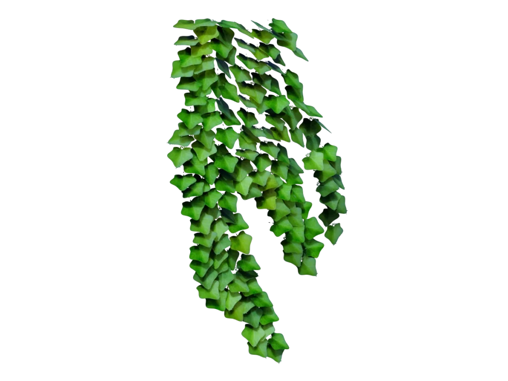ivy-plant-hedera-3d-model-tc