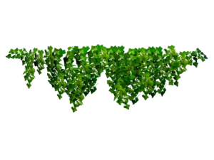 ivy-plant-wide-3d-model-ta