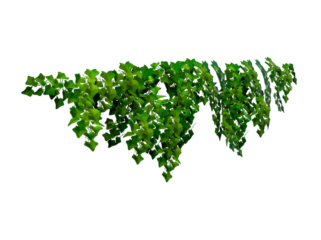 ivy-plant-wide-3d-model-tc