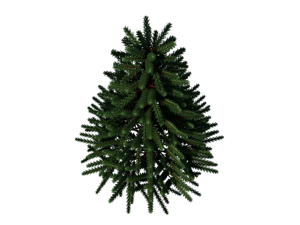 pine-tree-3d-model-tc