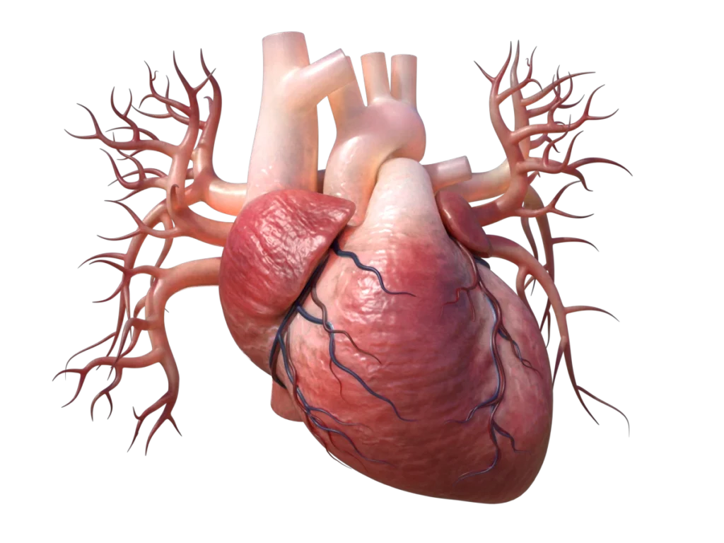 human-heart-3d-model-ta