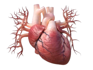 human-heart-3d-model-ta