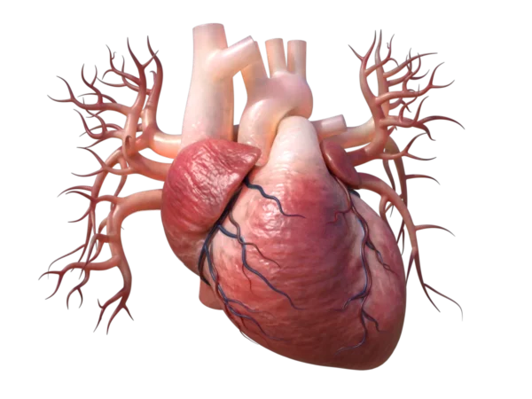 human-heart-3d-model-ta