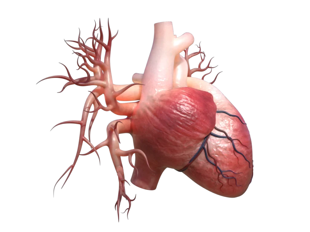 human-heart-3d-model-tb