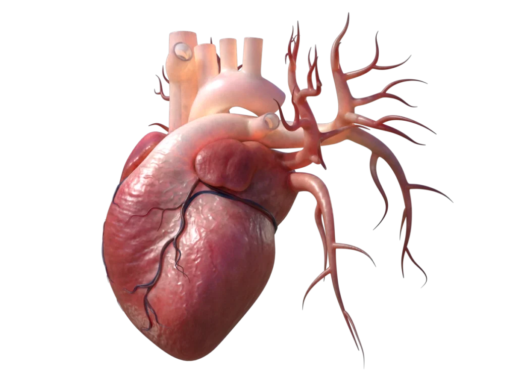 human-heart-3d-model-tc
