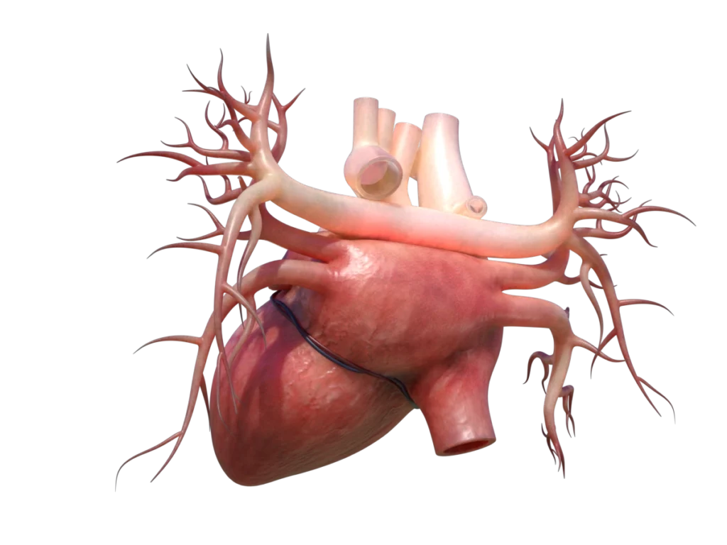 human-heart-3d-model-td