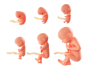 fetal-stages-3d-model-rendering-1