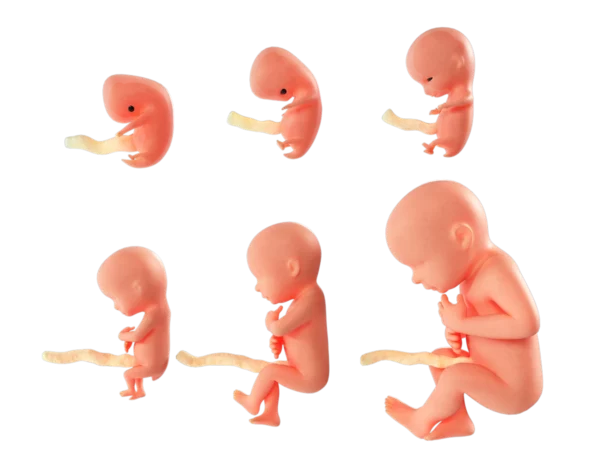 fetal-stages-3d-model-rendering-1