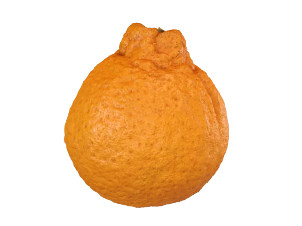 dekopon-sumo-citrus-3d-scan-pbr-3d-model-1