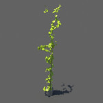 Ivy-plant-single-3d-model-1
