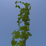 Ivy-plant-single-3d-model-4