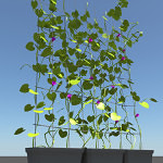Ivy-plant-3d-model-2