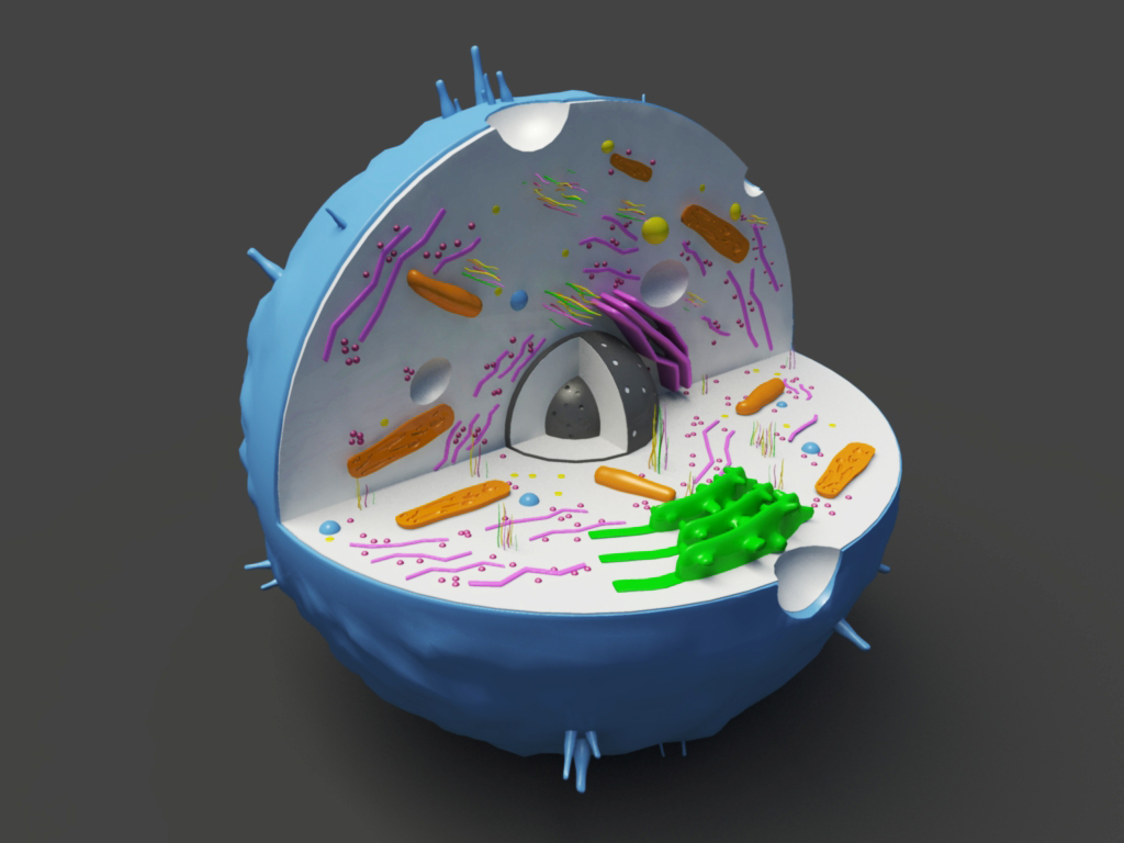 How To Make An Amazing 3d Model Of An Animal Cell Bio - vrogue.co