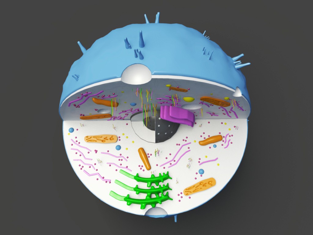 Animal Cell 3D Model 3D Models World