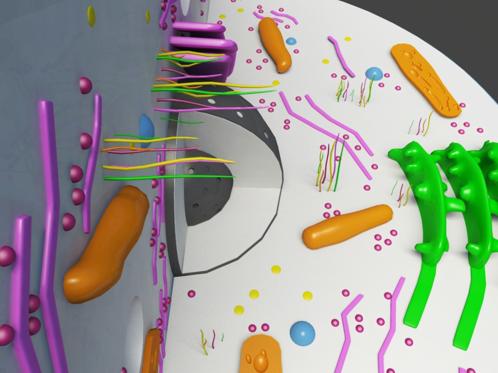 Animal Cell 3D Model - 3D Models World