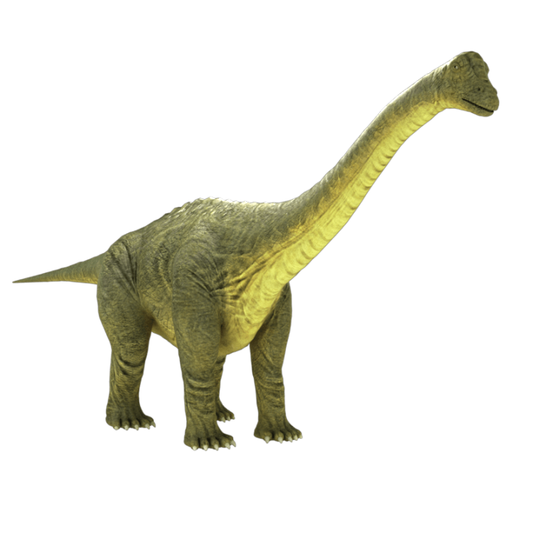 brontosaurus 3d