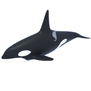 killer-whale-orca-3d-model-1a