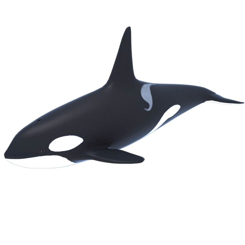 killer-whale-orca-3d-model-1a