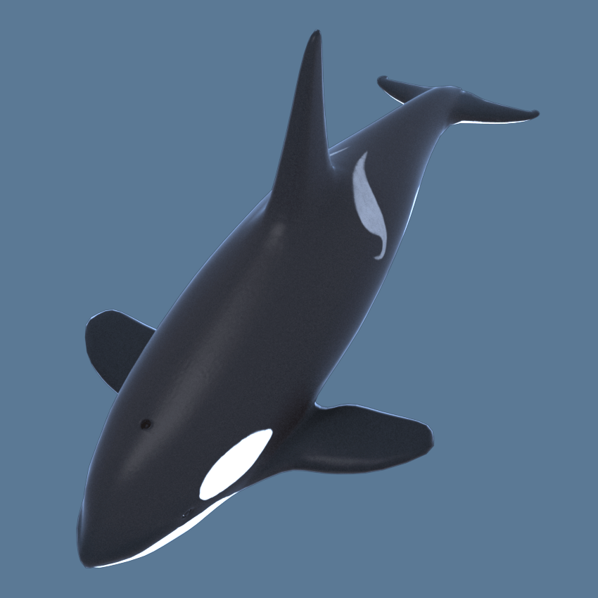 killer-whale-orca-3d-model-2