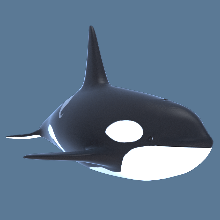 killer-whale-orca-3d-model-3