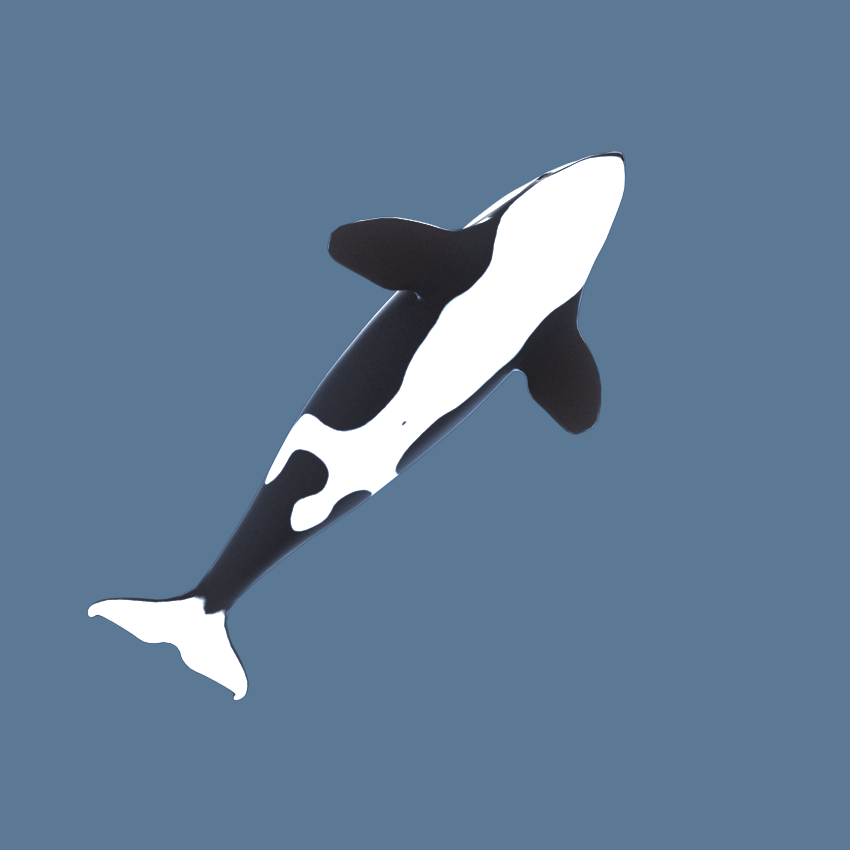 killer-whale-orca-3d-model-4