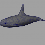 killer-whale-orca-3d-model-8