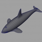 killer-whale-orca-3d-model-9
