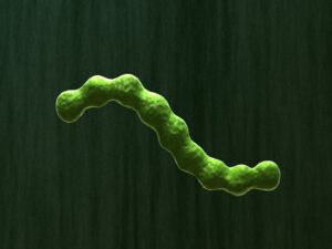bacterial-infection-parasite-3d-model-1