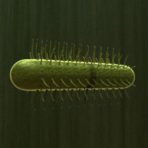 E Coli 3D Model - 3D Models World