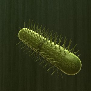e-coli-3d-model-bacteria-2