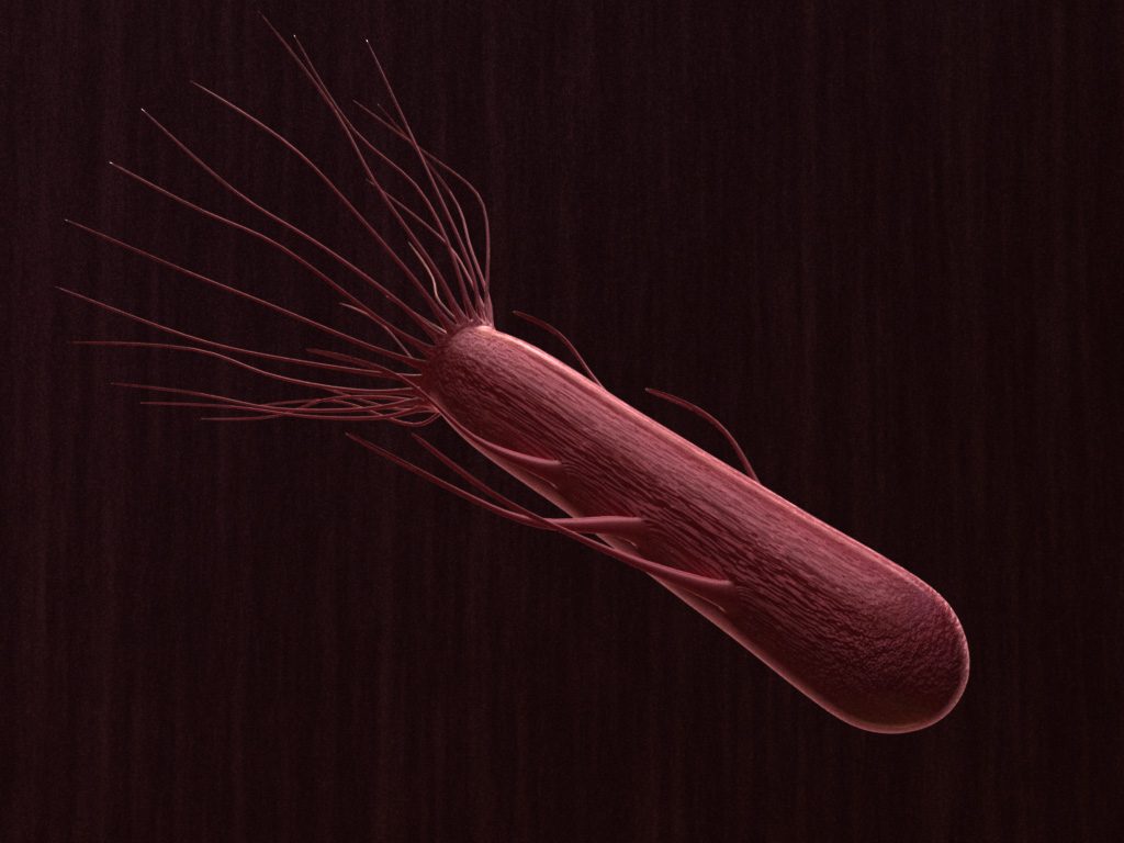 flagella-3dmodel-bacteria-4