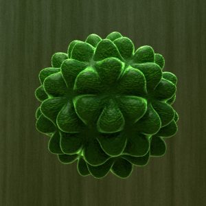 pollen-cell-3d-model-1