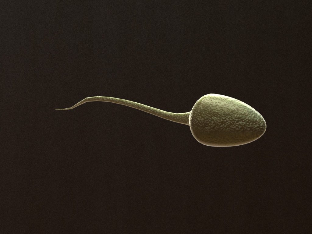 sperm-3d-model-1
