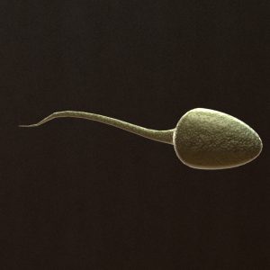 sperm-3d-model-1