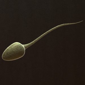 sperm-3d-model-2