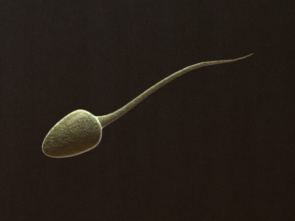 sperm-3d-model-2