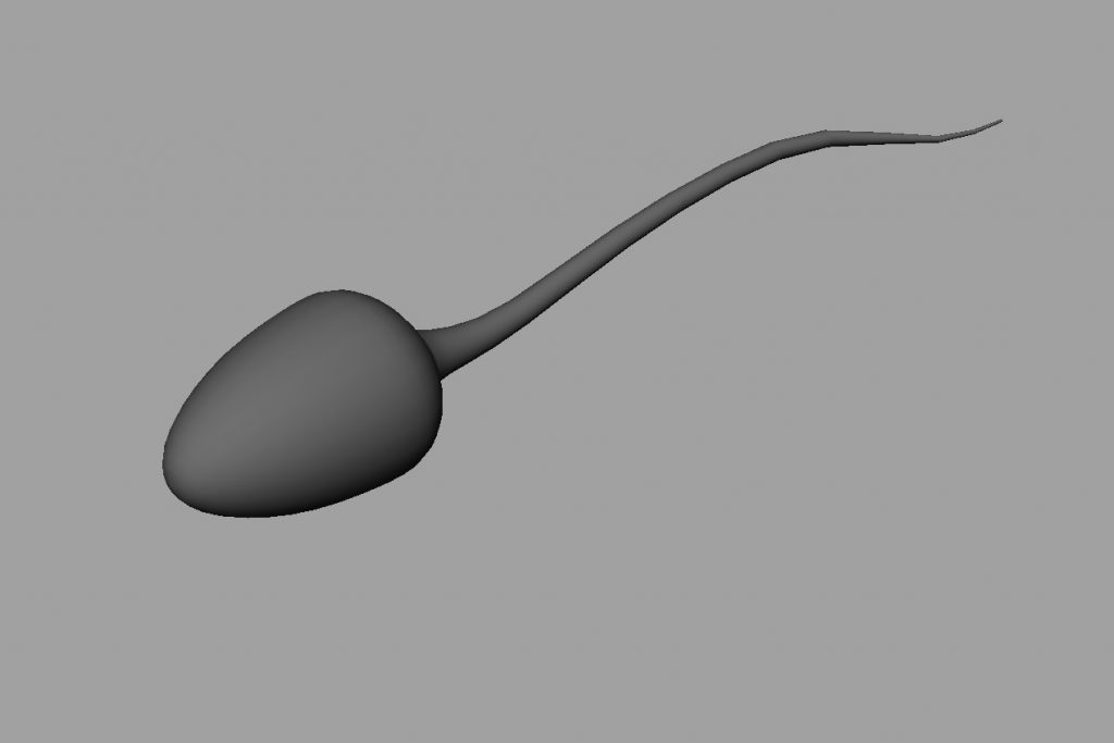 sperm-3d-model-4